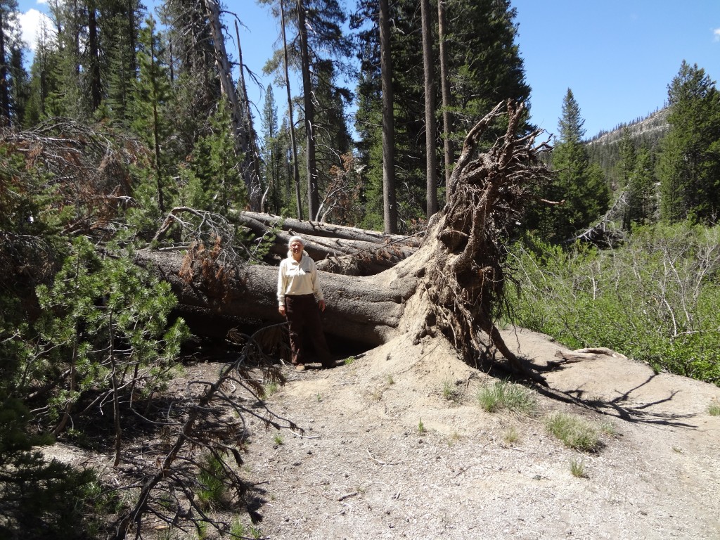Just outside the campground, we came across lots of evidence of a huge windstorm that hit this area in 2011. Trees were toppled like toothpicks.