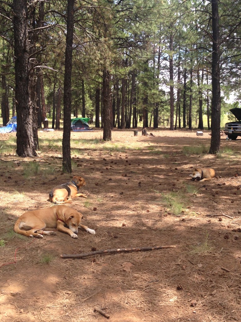 The dogs relaxing in our shady campsite